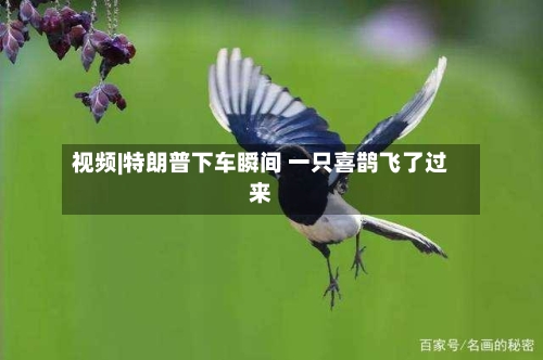 视频|特朗普下车瞬间 一只喜鹊飞了过来