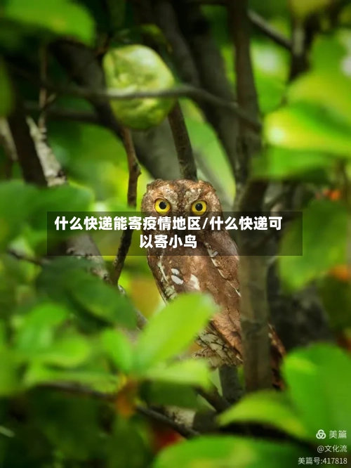 什么快递能寄疫情地区/什么快递可以寄小鸟